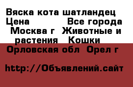 Вяска кота шатландец › Цена ­ 1 000 - Все города, Москва г. Животные и растения » Кошки   . Орловская обл.,Орел г.